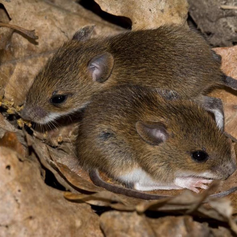 Уничтожения мышей в частном доме в Омске?