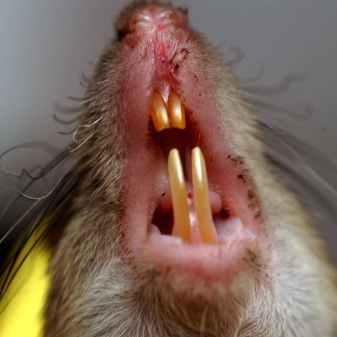 Дератизация крыс в Омске?